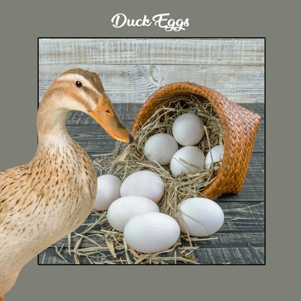 Duck Eggs - Pack Of 6 Eggs