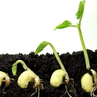 OEHB Organic Rose Care Fertilizer for all Plant 900g