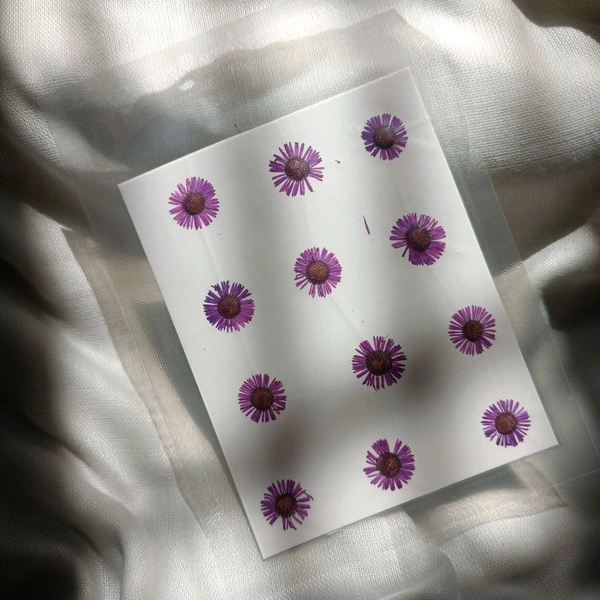 Aster Dry Pressed  Flower Purple 