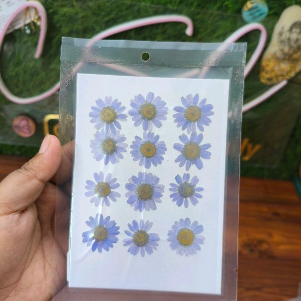 Daisy Dry Pressed  Flower Lavender 