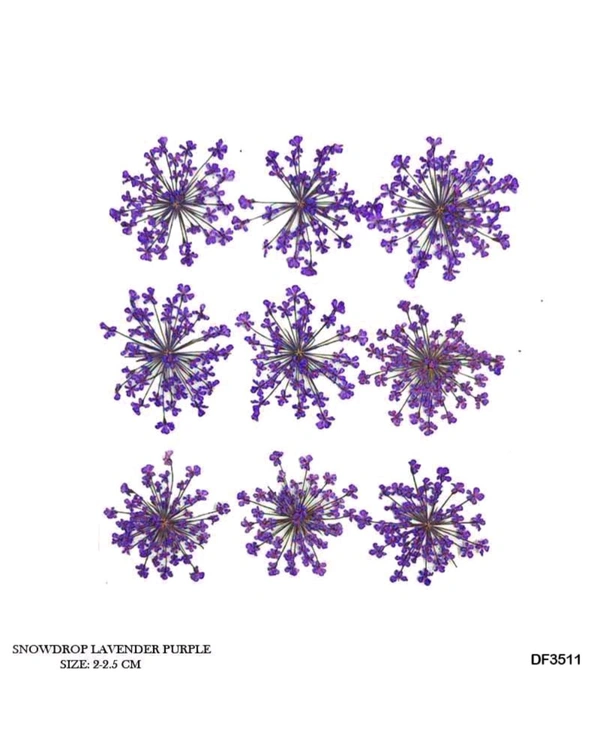 Queen Anne Dry Pressed  Purple / Violet  - 2*2.5CM APPROX