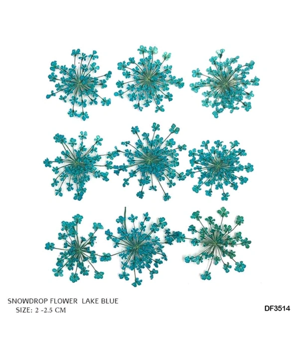 Queen Anne Dry Pressed Flower Blue 