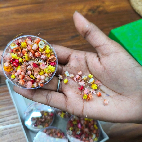 Tiny Daisy Dary Flower Multi 