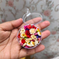 Tiny Daisy Dary Flower Multi 