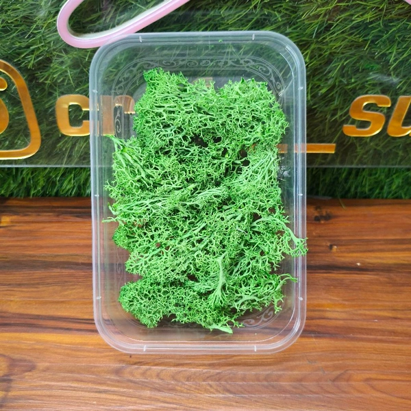 Dry Green Grass Moss 