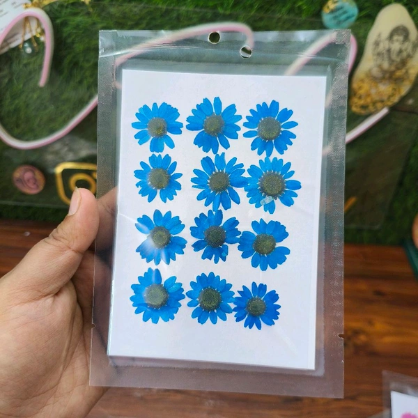 Daisy Dry Pressed Flower Green