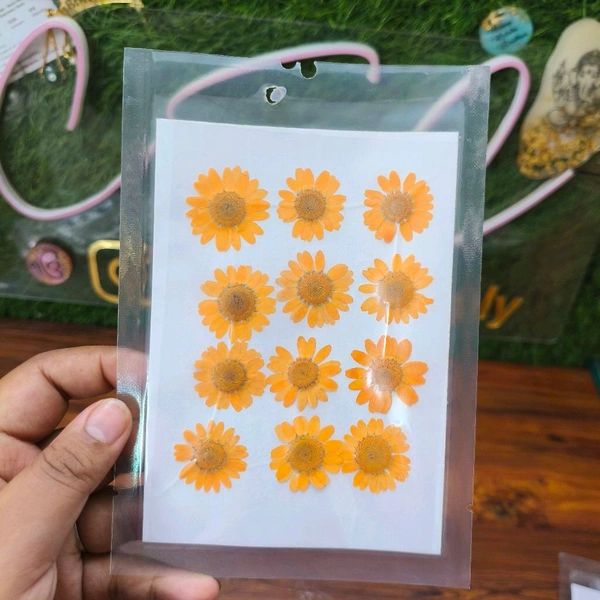 Daisy Dry Pressed Flower Orange 