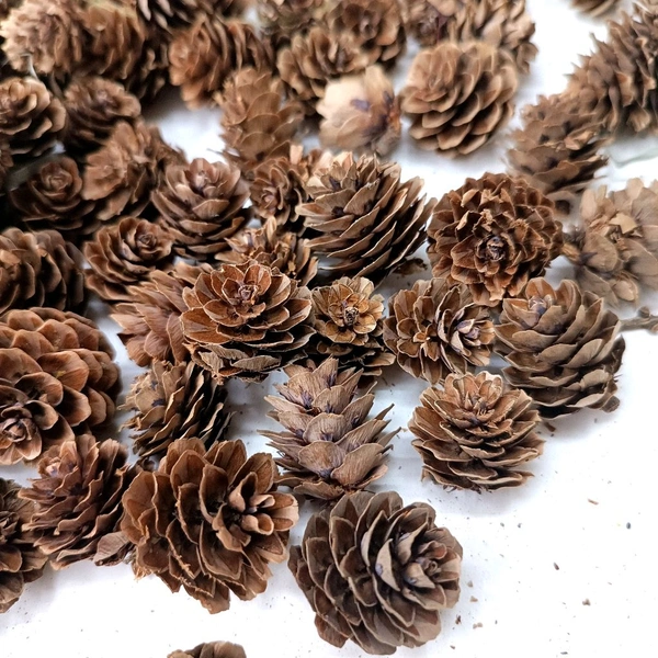Dry Pine Cone Pack Of 25 Pcs