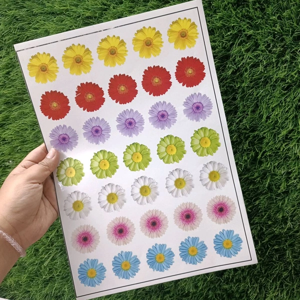 Daisy Flower Insert Sheet A4