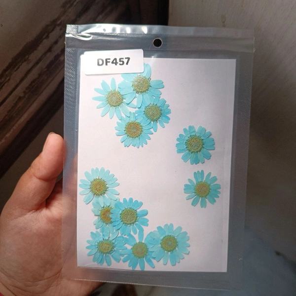 Daisy Pressed Flower Light Blue 