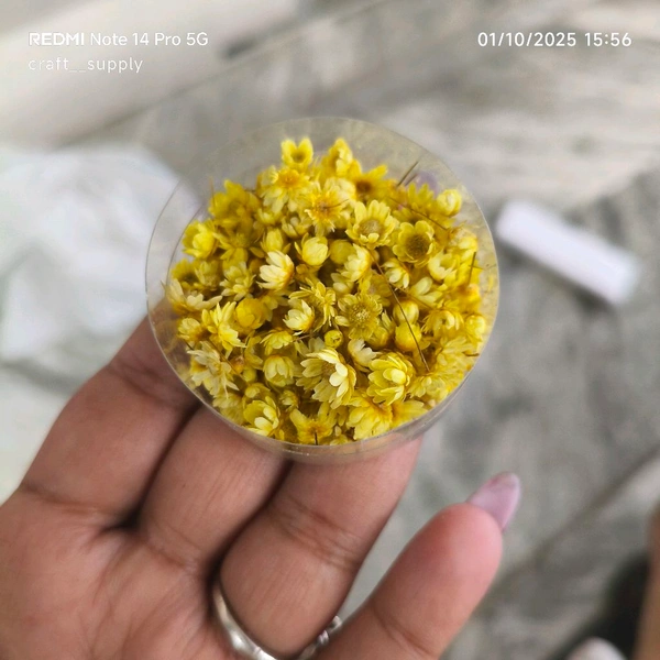 Tiny Daisy Dary Flower Yellow 