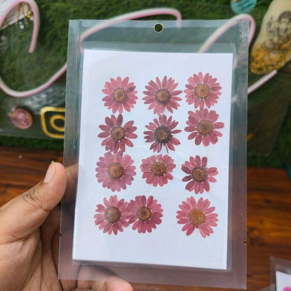 Daisy Pressed Flower Dull Red 