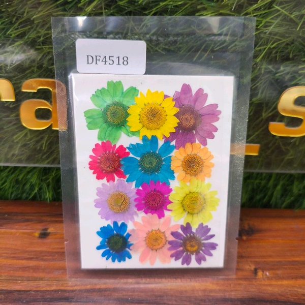 Daisy Dry Pressed Flower Multi 