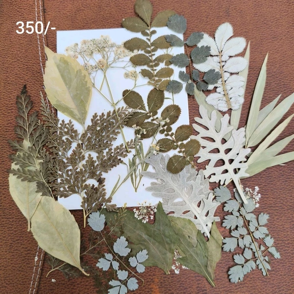 Dry Flower Leaves Pack 