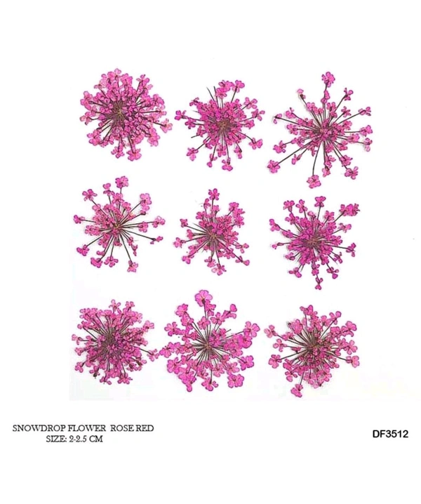 Queen Anne Dry Pressed Flower rose Red 