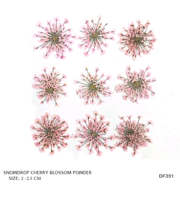 Queen Anne Dry Pressed Flower Pink 