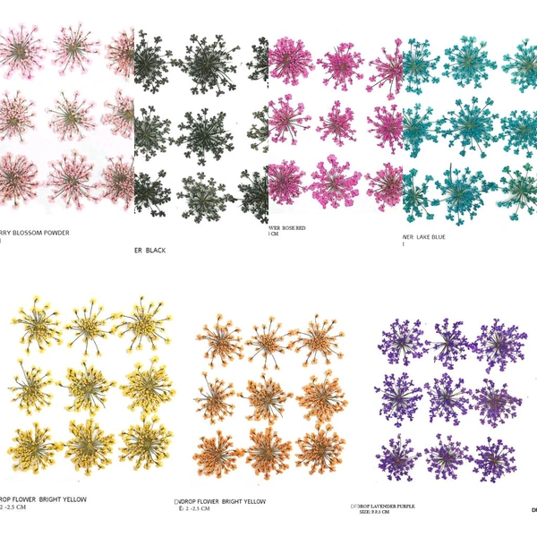Pack Of 6 Different Queen Annie Pressed Flower 