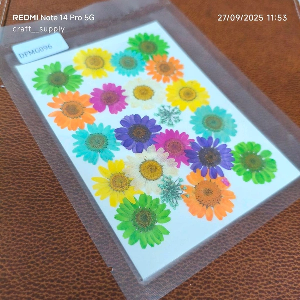 Multi Daisy Big Pack 