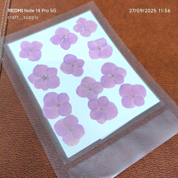 Hyderngea Dry Pressed Flower 