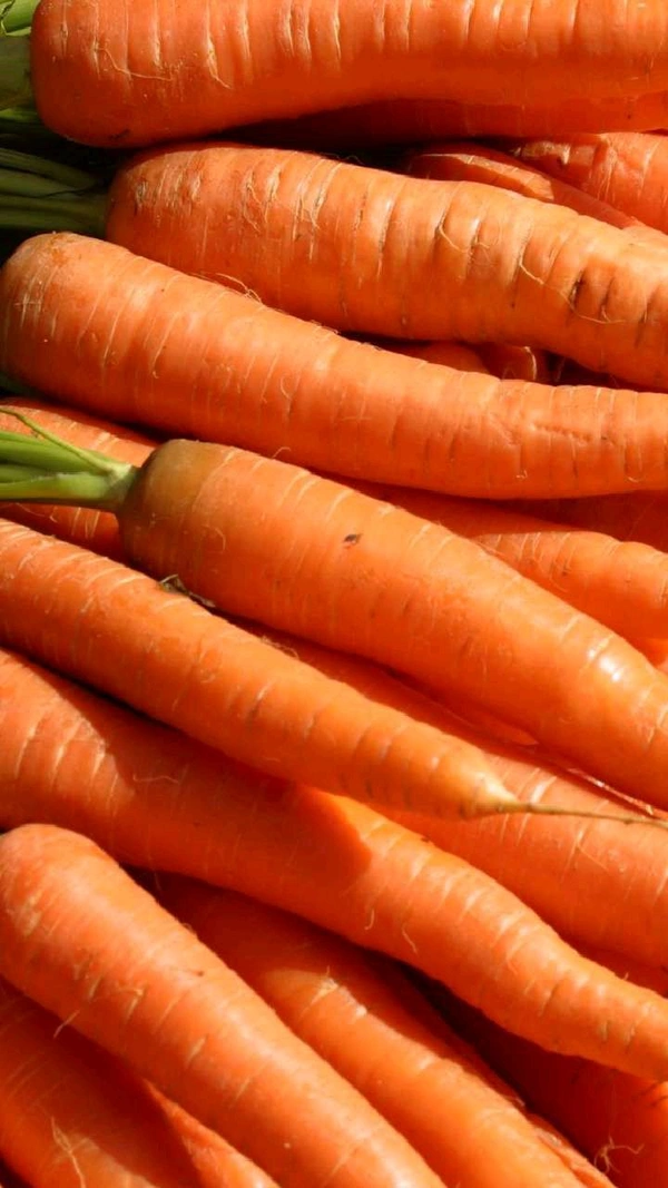 Gajar (गाजर)