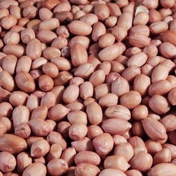 Mungfali | PEANUTS SEED