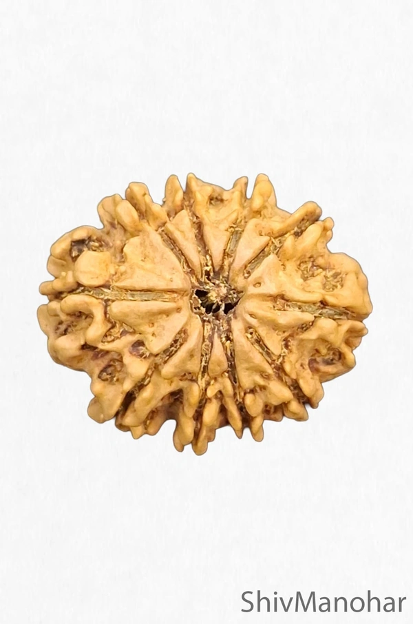 10 Mukhi Rudraksha (Nepali)