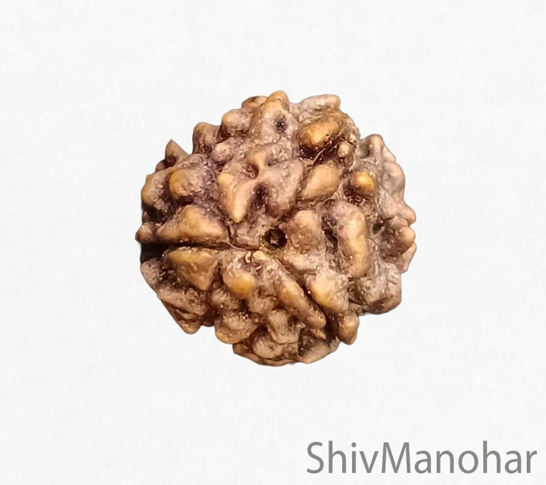 3 Mukhi Rudraksha (Indian)