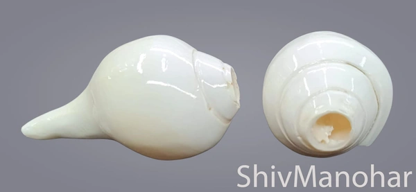Vamvarti Shankh / Blowing Shankh (Conch Shell)