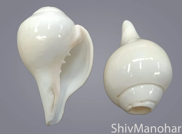 Vamvarti Shankh / Blowing Shankh (Conch Shell)