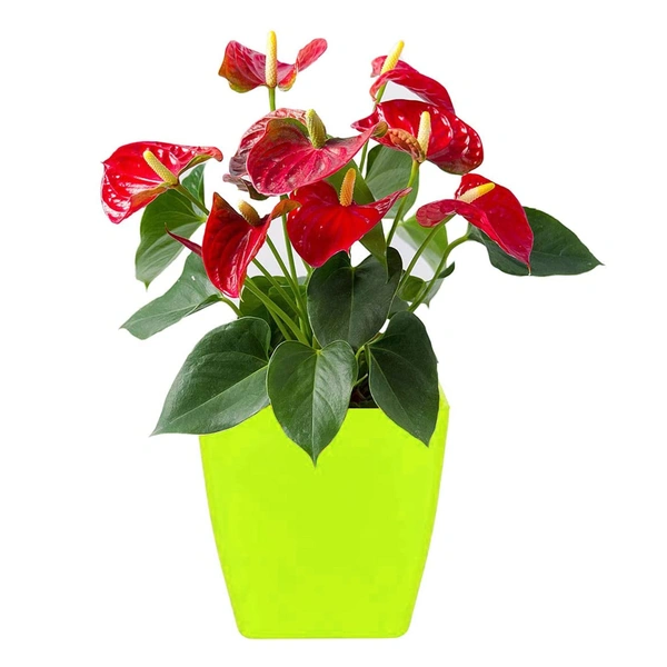 1192 Flower Pots Square Shape For Indoor/Outdoor Gardening