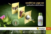 Syngenta Ampligo Insecticide (Chlorantraniliprole 10 % + Lambda cyhalothrin 5% ZC) - 500ml