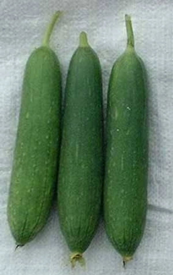 Valley Green Sponge Gourd - 250 Grams (Approx Weight), Next Day Delivery