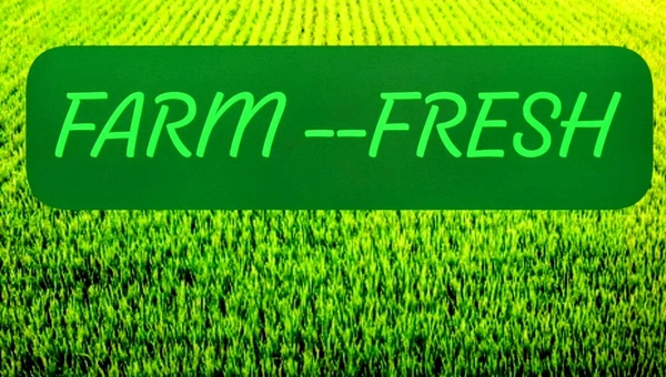 Farm Fresh Prime Dried Dates (Sukha Khajoor) 