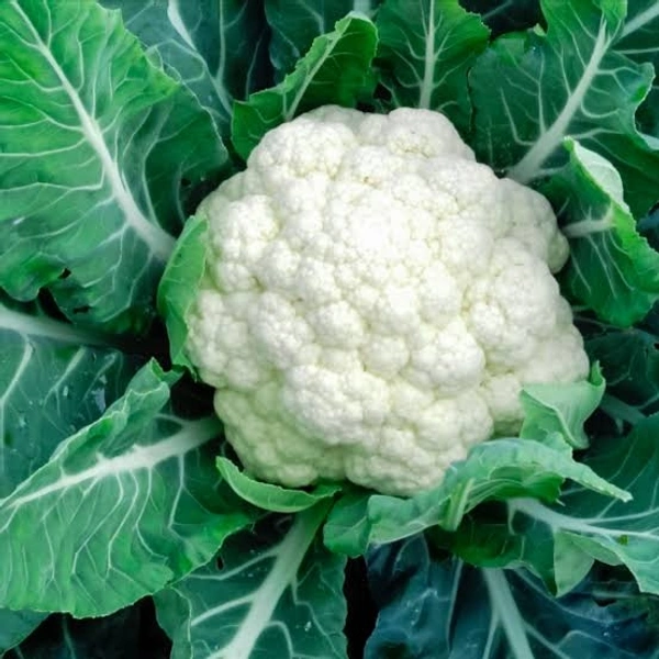 CAULIFLOWER - 1 Kg