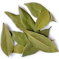 TEJ PATTA Bay Leaf तेज पत्ता