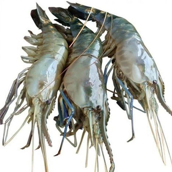 Galda Chingri Medium Size - 750 Grams