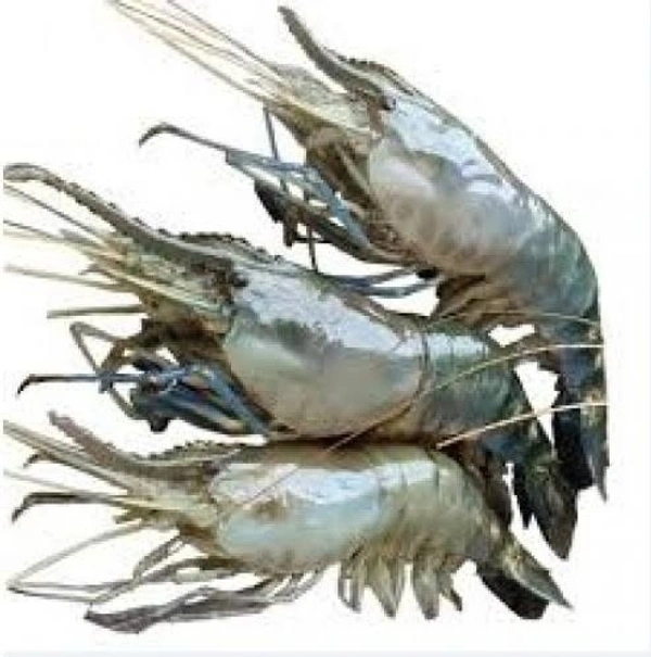 Galda Chingri Medium Size - 750 Grams