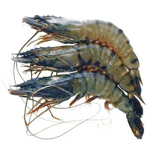 Galda Chingri Medium Size - 750 Grams