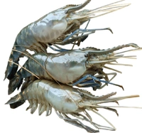 Galda Chingri Medium Size - 750 Grams