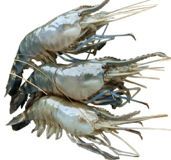 Galda Chingri Medium Size - 750 Grams