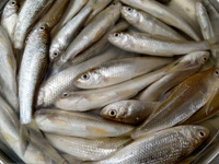 Bata Fish (Janto) - 500 Grams