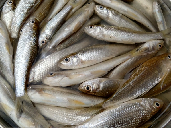 Bata Fish (Janto) - 500 Grams