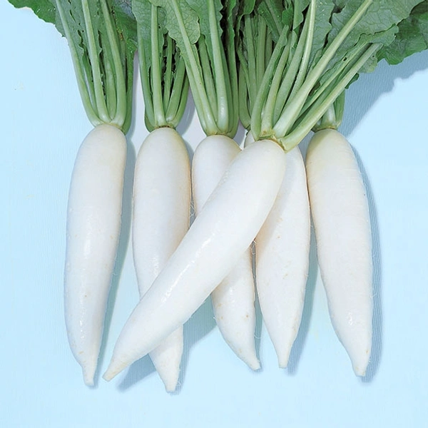 Radish (Mulo) - 1 Pic