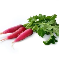 Radish (Mulo) - 1 Pic
