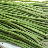 Drumstick (Datha) - 100 Grams