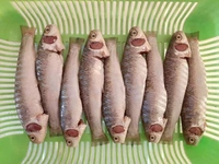 Bata Fish (Janto) - 1 KG