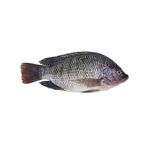 Original Tilapia Fish (Janto) - 1 KG