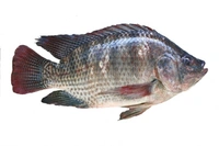 Original Tilapia Fish (Janto) - 1 KG