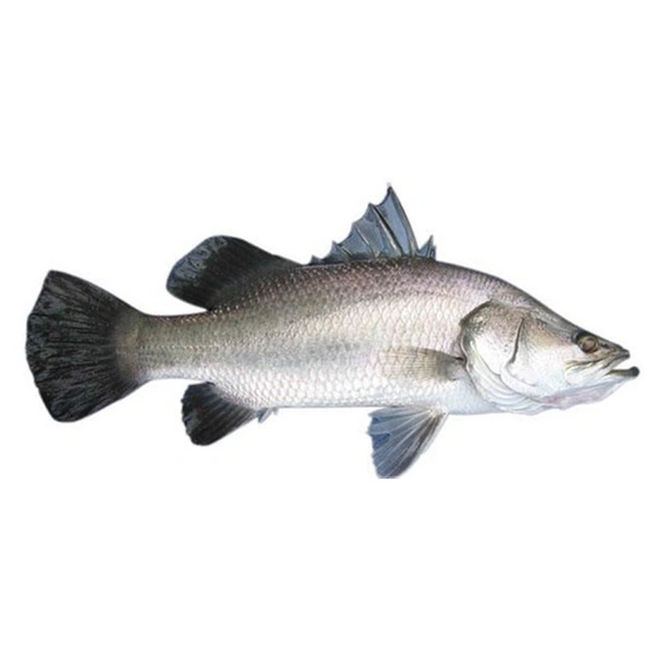 Bhetki (Small Size) - 1 Pic, 150 GM - 200 GM