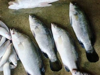 Bhetki (Small Size) - 1 Pic, 150 GM - 200 GM